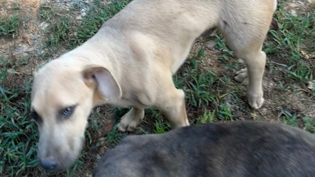 Chilton County Homeowner Not Facing Charges After Shooting Puppies Following Livestock Deaths