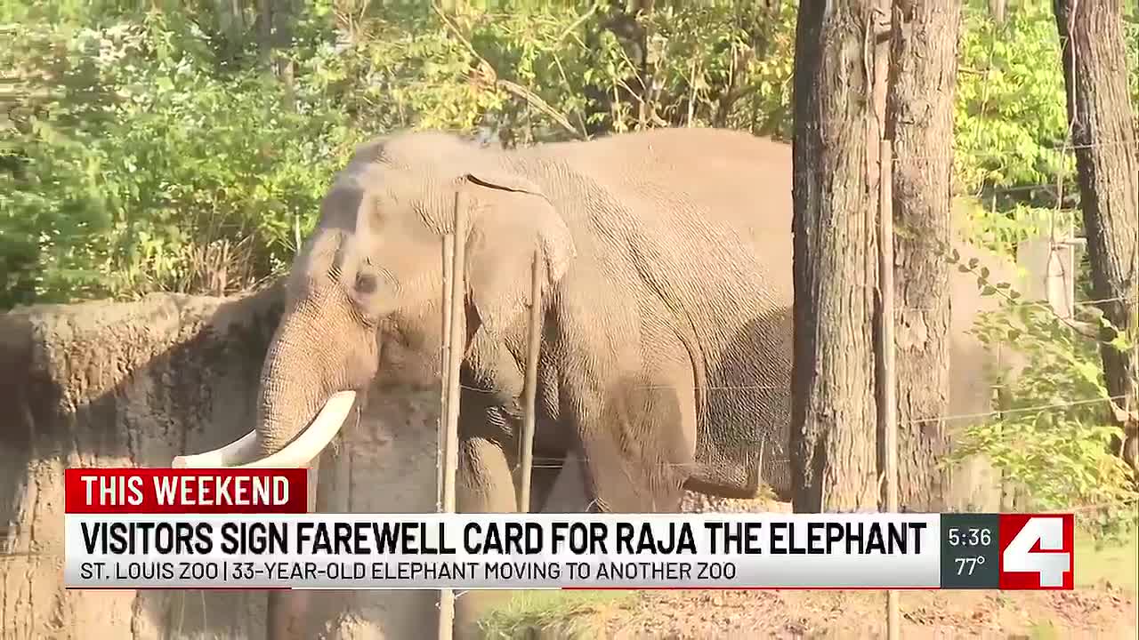 Saint Louis Zoo Visitors Sign Farewell Card for Elephant Raja