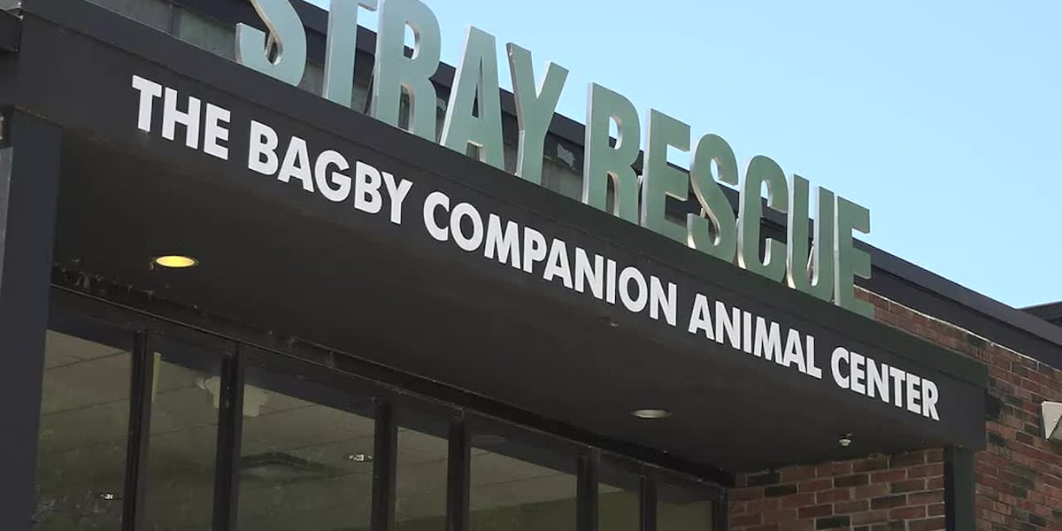 Hearts bigger than their space: Stray Rescue seeks help with dog overflow