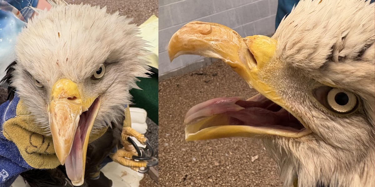 Bald Eagle suffering gunshot wounds will not be released into wild, to remain at World Bird Sanctuary for time being