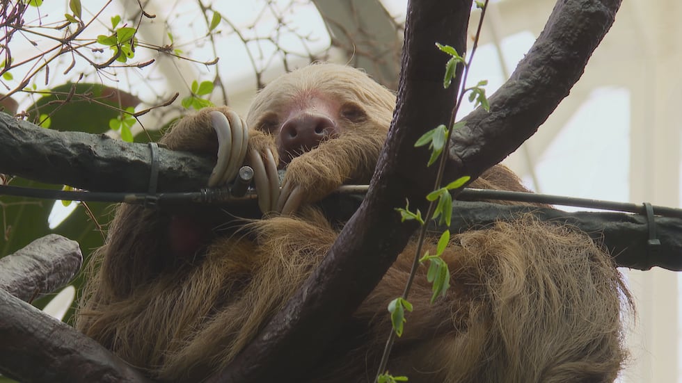 Sloth Home Sloths get new home at Saint Louis Zoo, could house a sloth family in ...