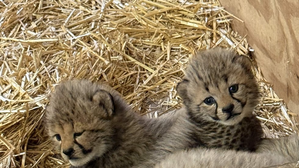 Saint Louis Zoo welcomes new cubs
