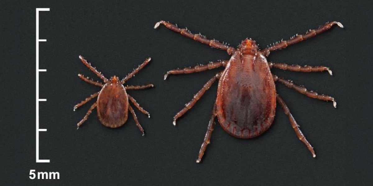 Ticks in Missouri are on the rise, could impact livestock and animals