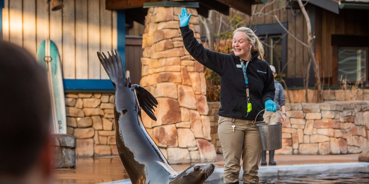 Spring Lion Show Sea lion ‘spring training’ shows start at the zoo this weekend