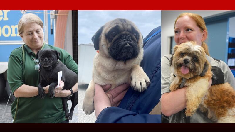 Missouri Rescue Humane Society of Missouri to receive 62 rescued dogs