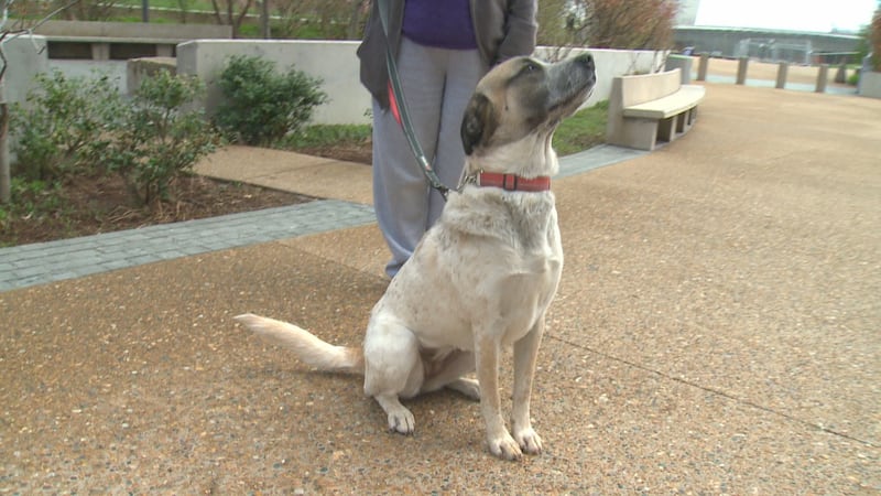 Krissy, Pet of the Week