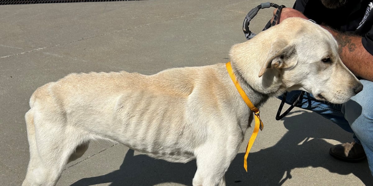 100 Dogs Rescued More than 100 dogs rescued from several Missouri counties arrive at ...