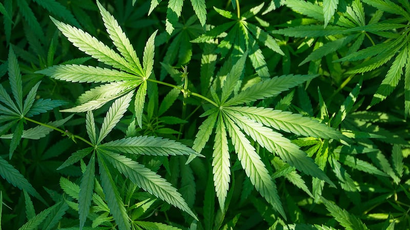 FILE — If it es, Missouri would 18 other states which have completely legalized...