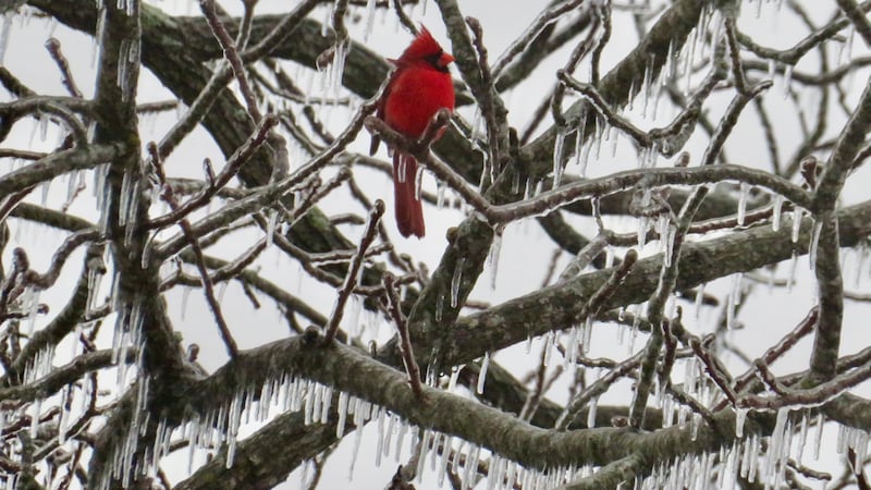 First Alert 4 Viewer Rebecca shared this photo from Edgar Springs!