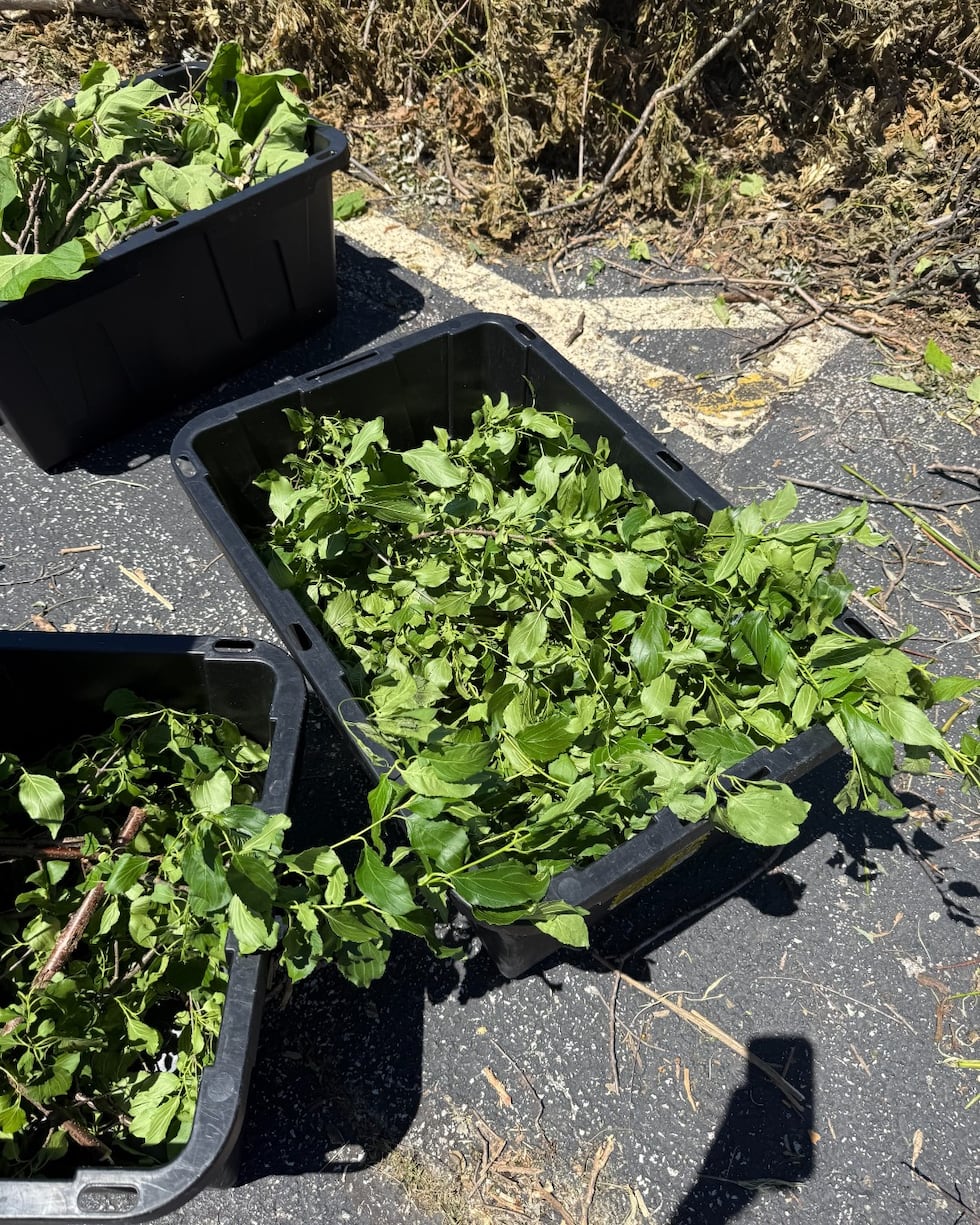 Staff with the Saint Louis Zoo removed hundreds of pounds of leaves from trees and limbs that...