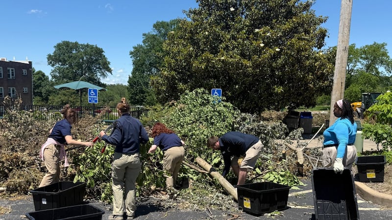 Staff with the Saint Louis Zoo removed hundreds of pounds of leaves from trees and limbs that...