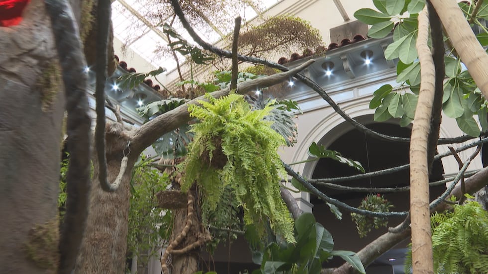 Sloth Home Sloths get new home at Saint Louis Zoo, could house a sloth family in ...