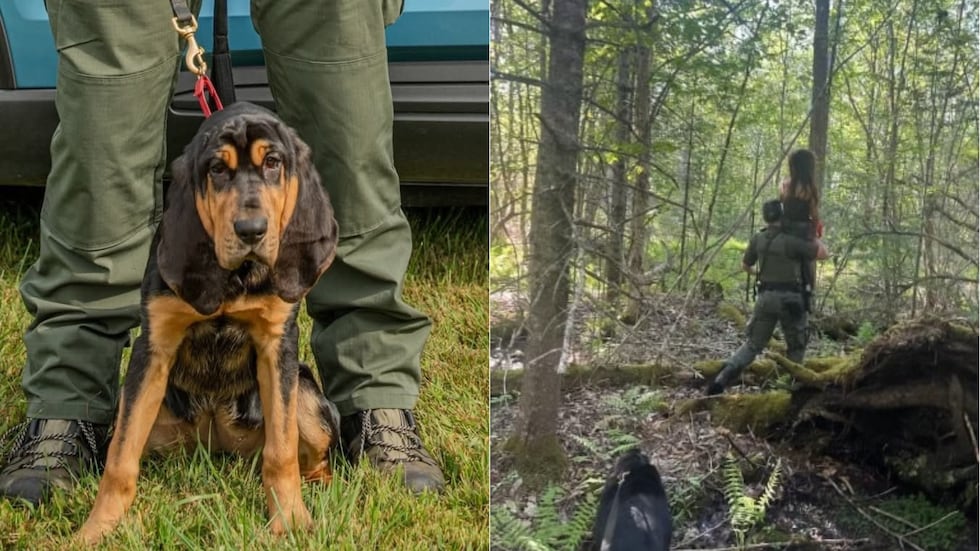 Millie and her handler found the missing girl in a cedar swamp, waist-deep in water.
