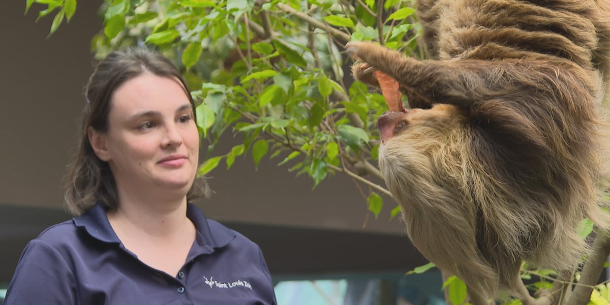 Sloths get new home at Saint Louis Zoo, could house a sloth family in ...