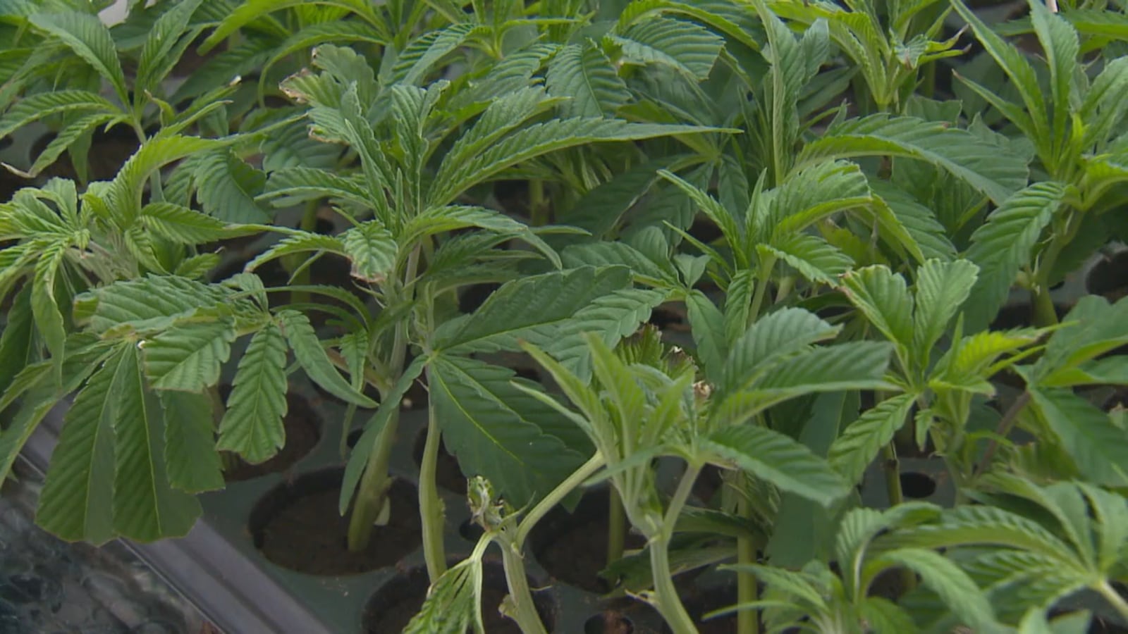 Marijuana products in Missouri recalled for lack of compliance testing