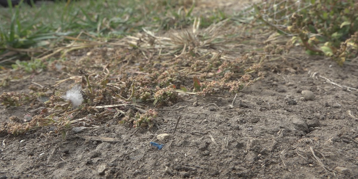 Missouri drought could be more significant, study involving SLU says Midwest ecosystems a concern
