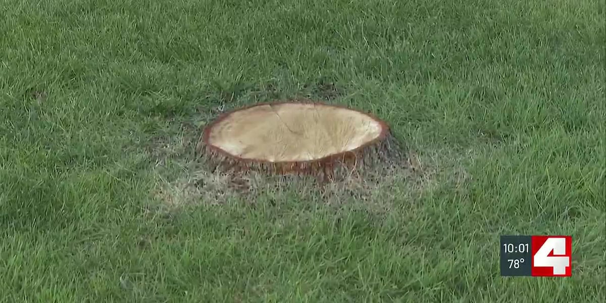 ‘Our tree is gone': St. Louis County couple says tree was cut down days after buying home, uncovers contractor scam