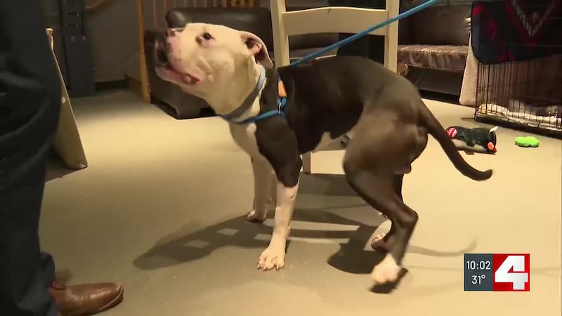 Dog shot on Christmas Eve and left for dead reunites with officers who found him