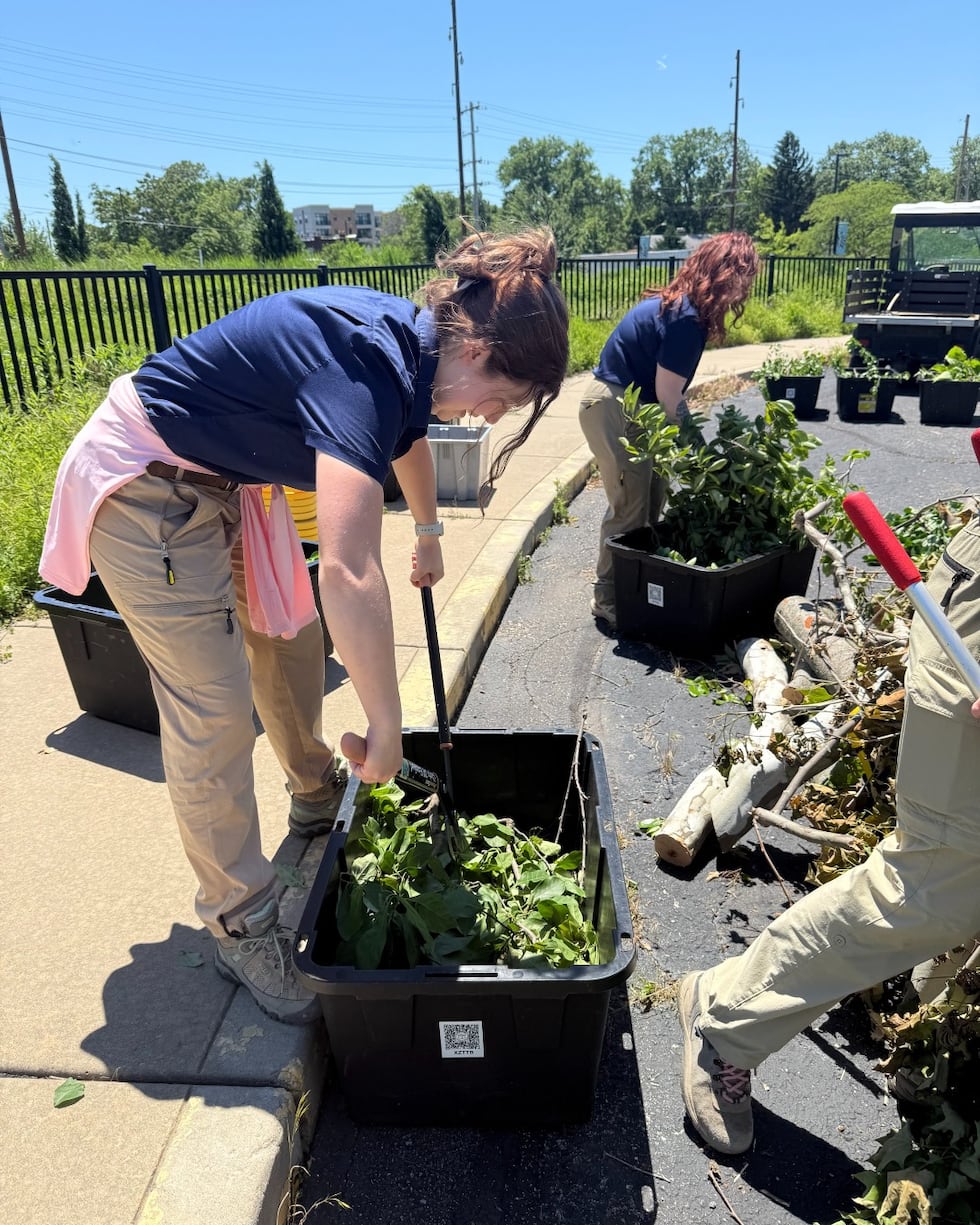 Staff with the Saint Louis Zoo removed hundreds of pounds of leaves from trees and limbs that...